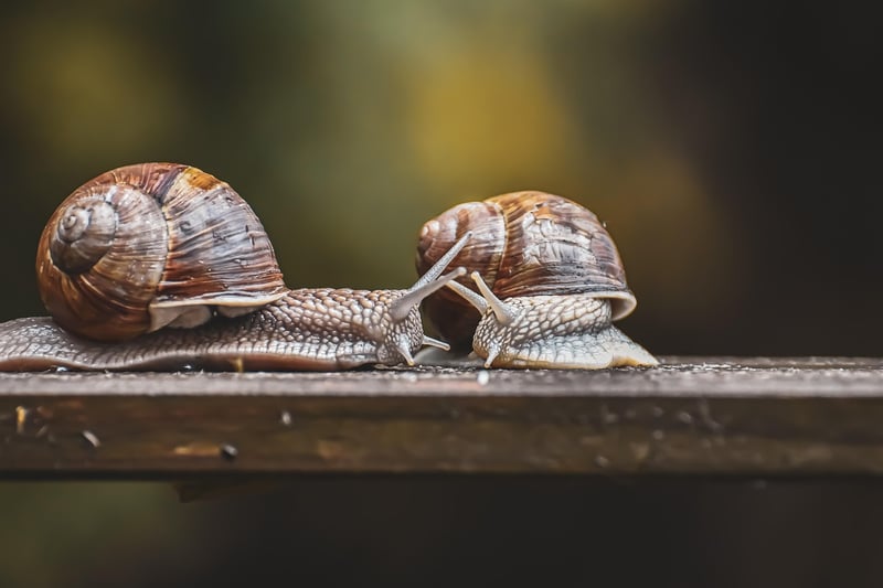 Slow Pacing