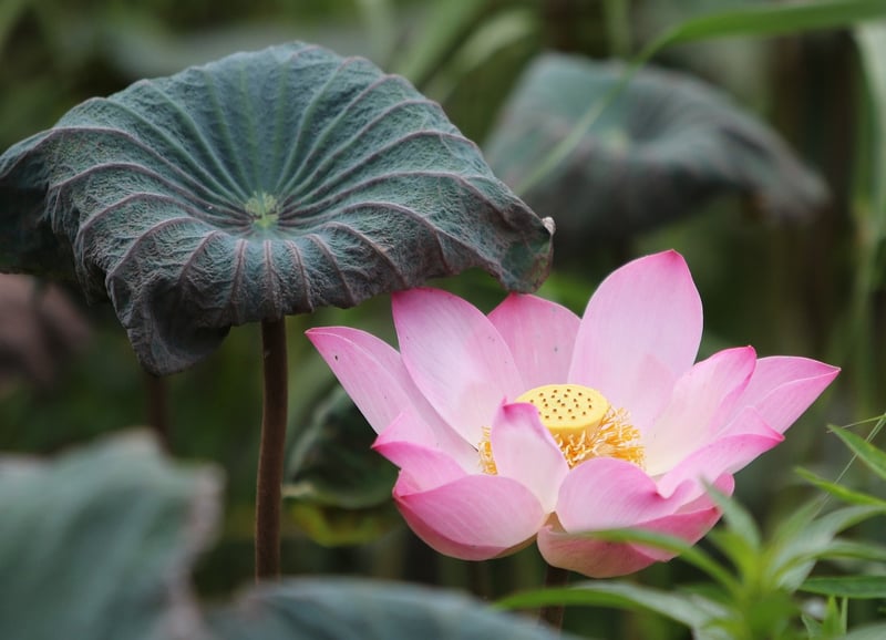 Meditative Lotus Flower